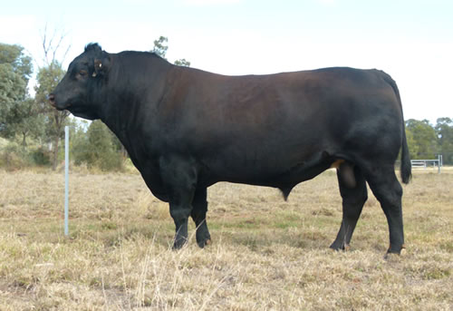 Raff Angus sire